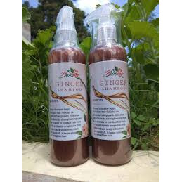 Ginger Shampoo